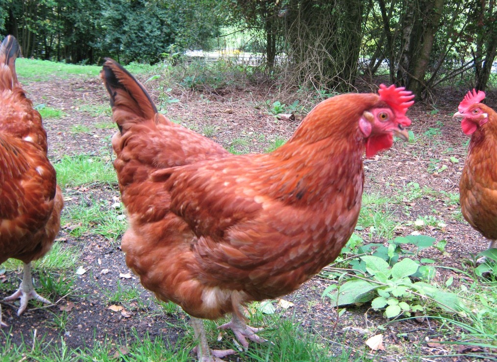 gingernut_ranger_60de827e.jpg