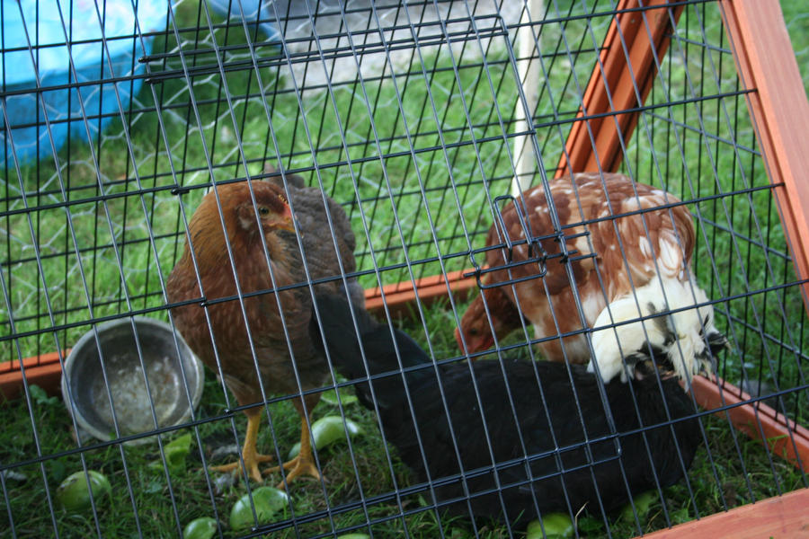 My_Chickens_by_Dellessanna.jpg