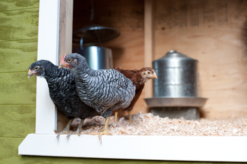 chickens-9383.jpg