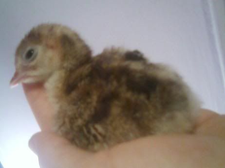 poult3.jpg