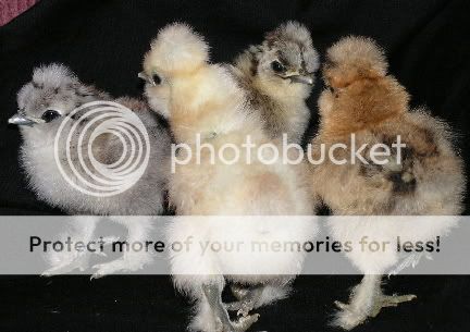 mynewbies.jpg
