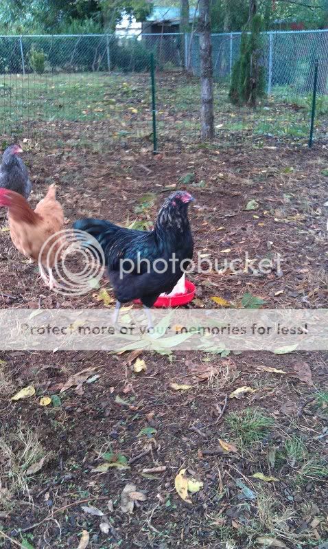 Chicken2.jpg