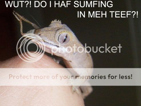 lolgecko.jpg