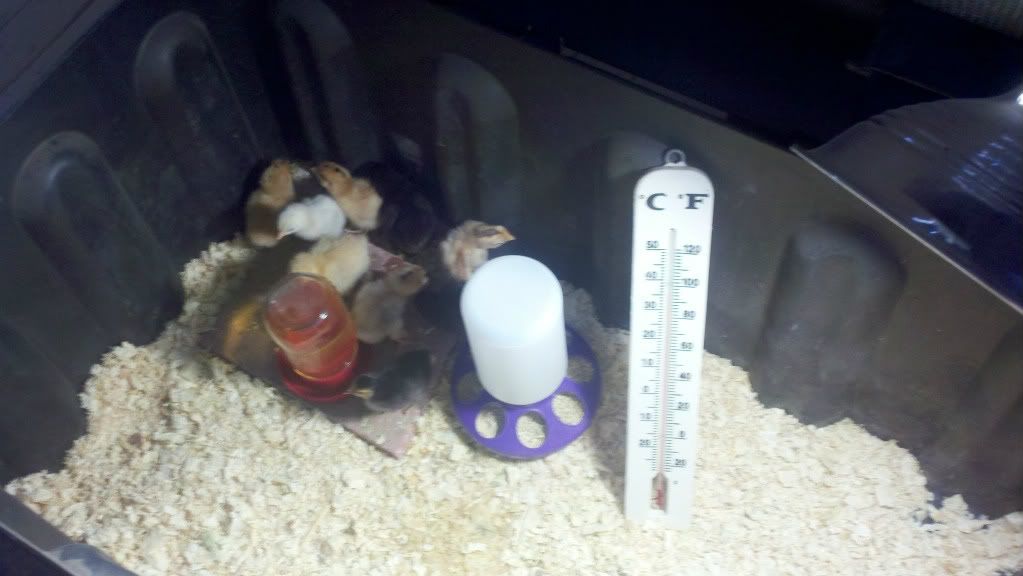 2011-10-11_14-31-16_995.jpg
