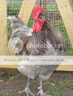Jethro-July09.jpg
