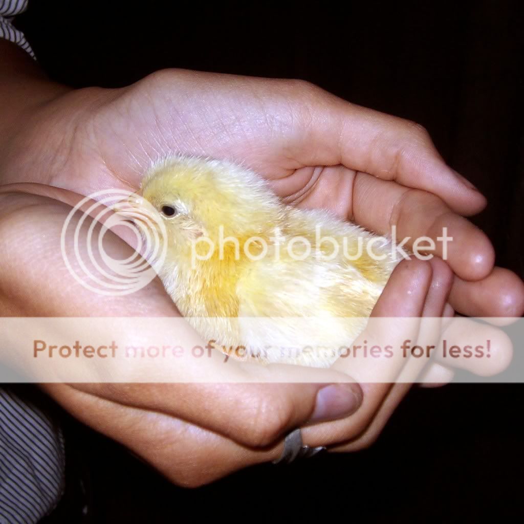GoldiesFirstBrood008.jpg
