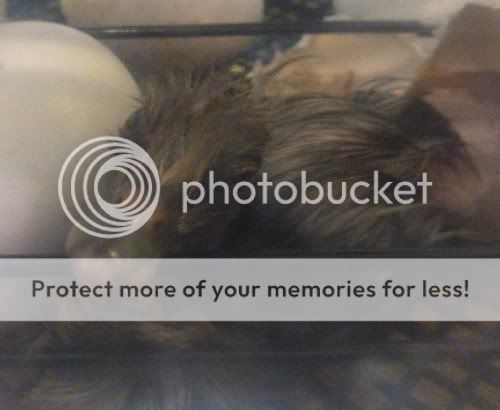 duck.jpg