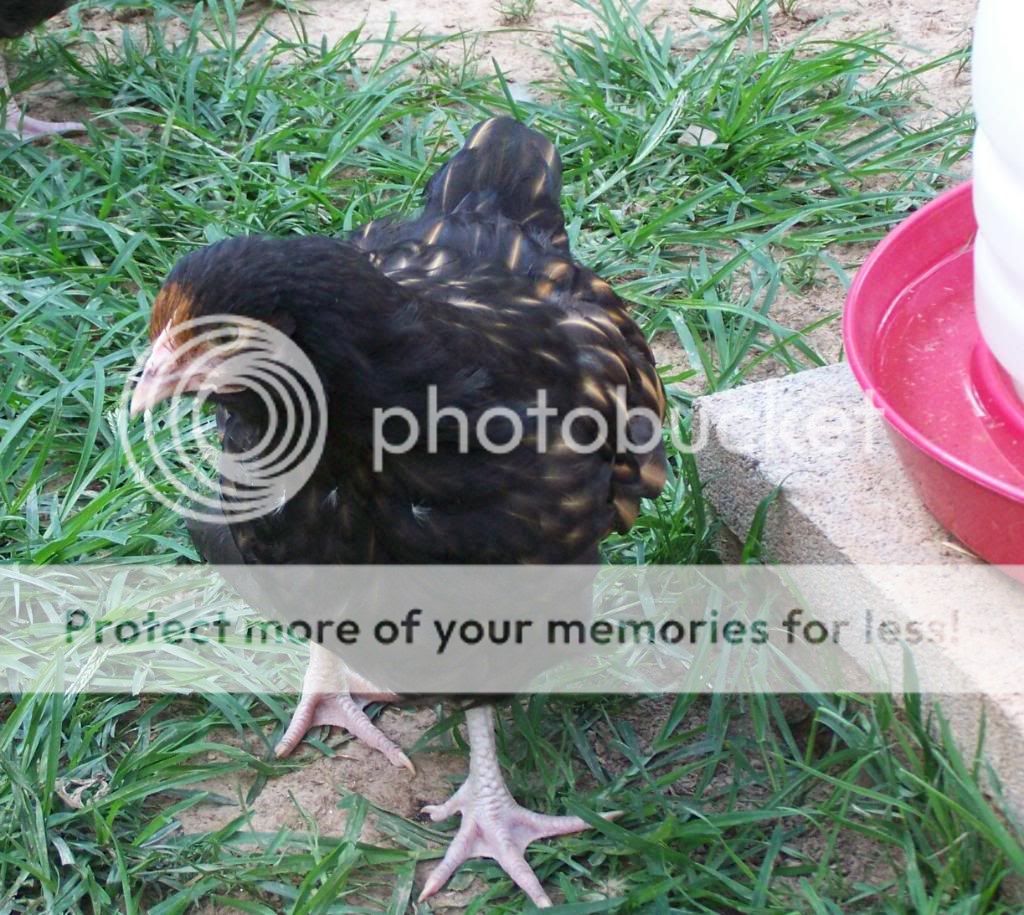 GLchick06-25-2011.jpg