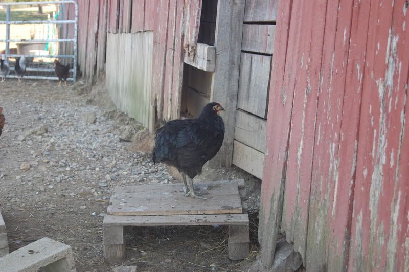 DSC_0981.jpg