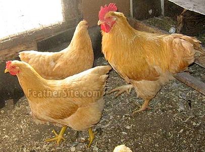 Looking for Buff Plymouth Rock ('Buff Rock') rooster or hen | BackYard  Chickens - Learn How to Raise Chickens