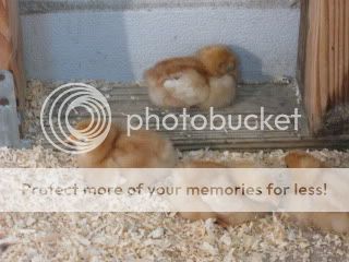 IMG_0914.jpg