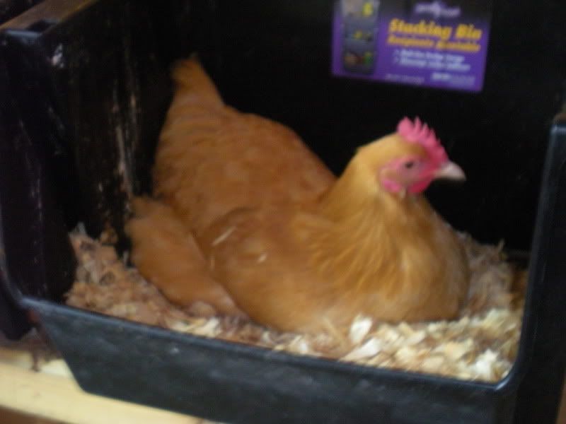 DSCN2062.jpg