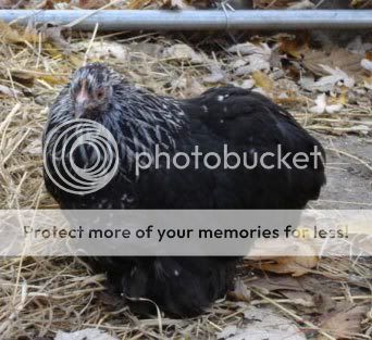 birchenpullet2.jpg