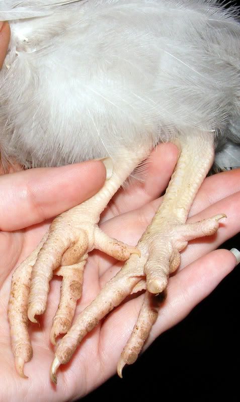 chicken005-1.jpg