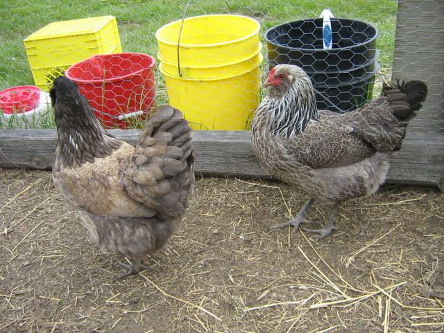 chickenpics2011012-1.jpg