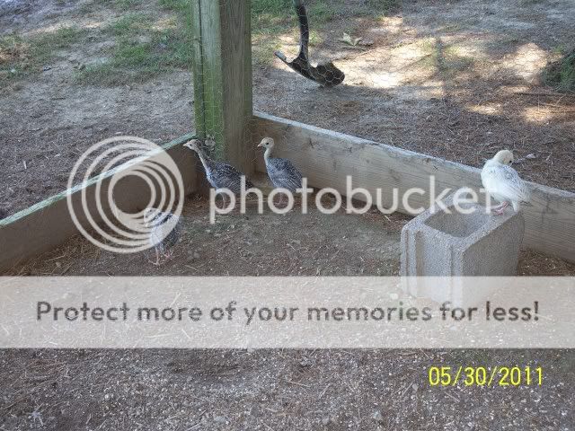 Turkeypoults2011pic1.jpg