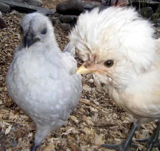chickens061.jpg