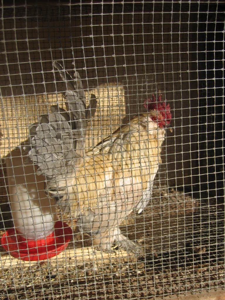Chickens009.jpg