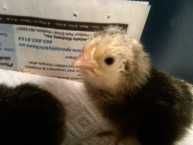 chicken.jpg