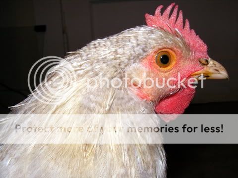 rooster1011.jpg