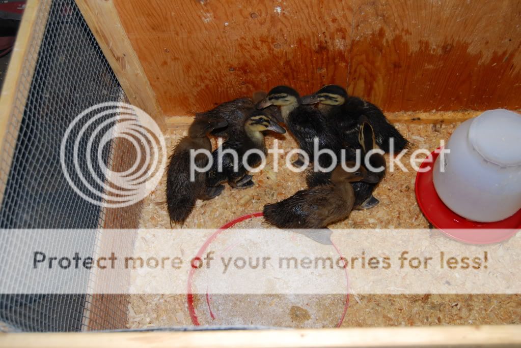 ducks003.jpg