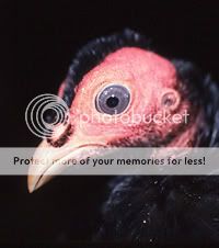 Phasidusheadstudy.jpg