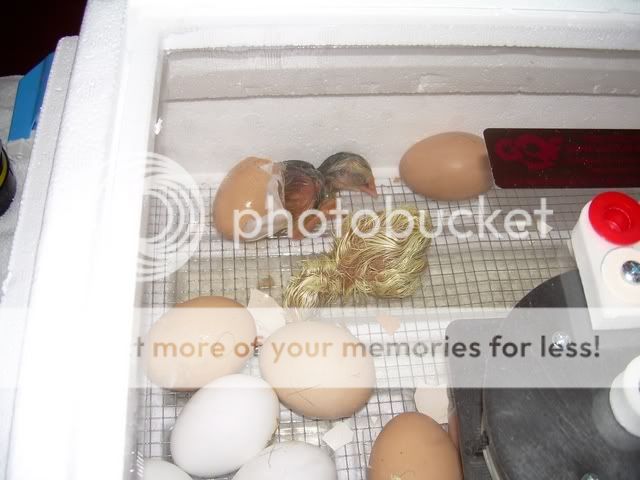 Chick5and6.jpg
