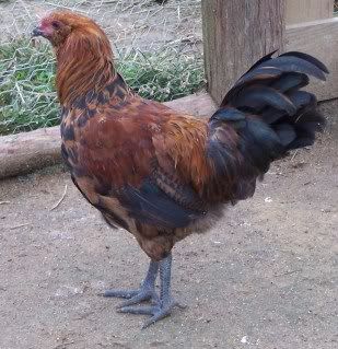roosters021.jpg