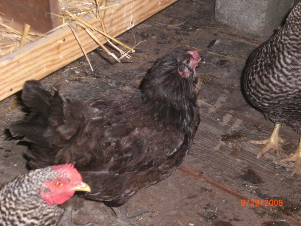 chickens023.jpg