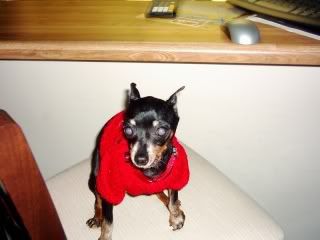 dolly-1.jpg