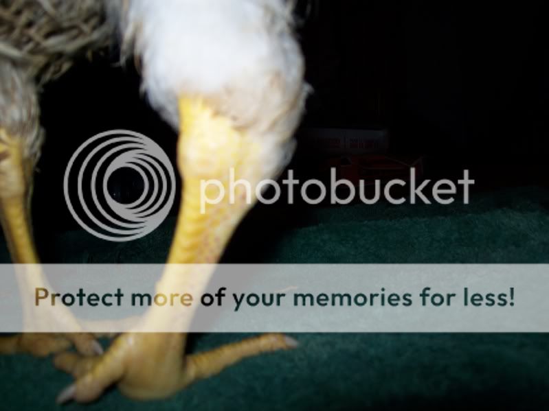 chickenleg008.jpg