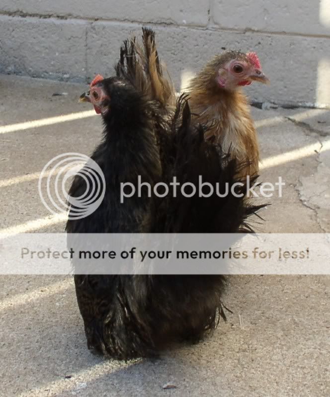 JBpullets1019004.jpg