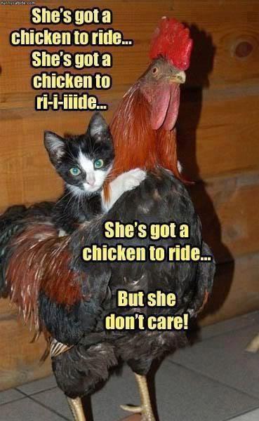 ca1361dd_chickenride.jpeg