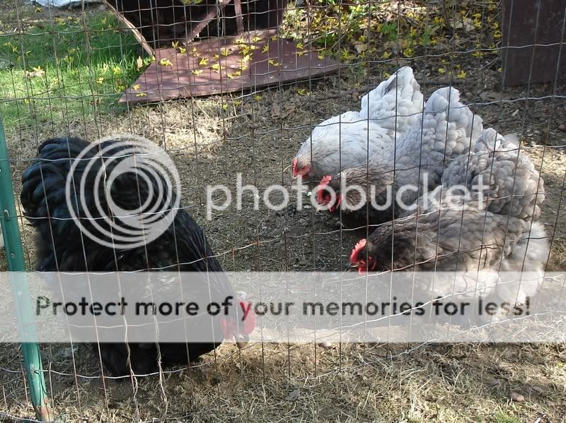 cochins.jpg