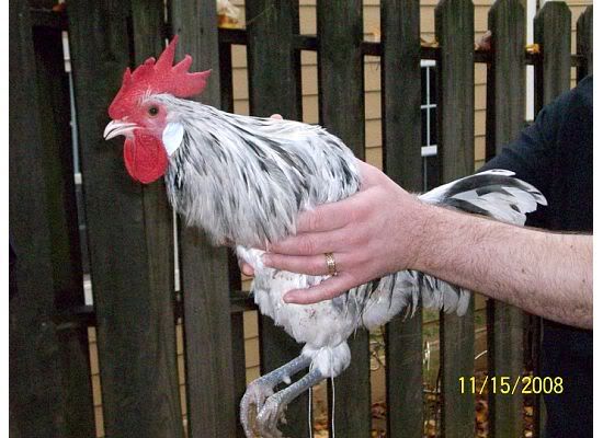 rooster1.jpg