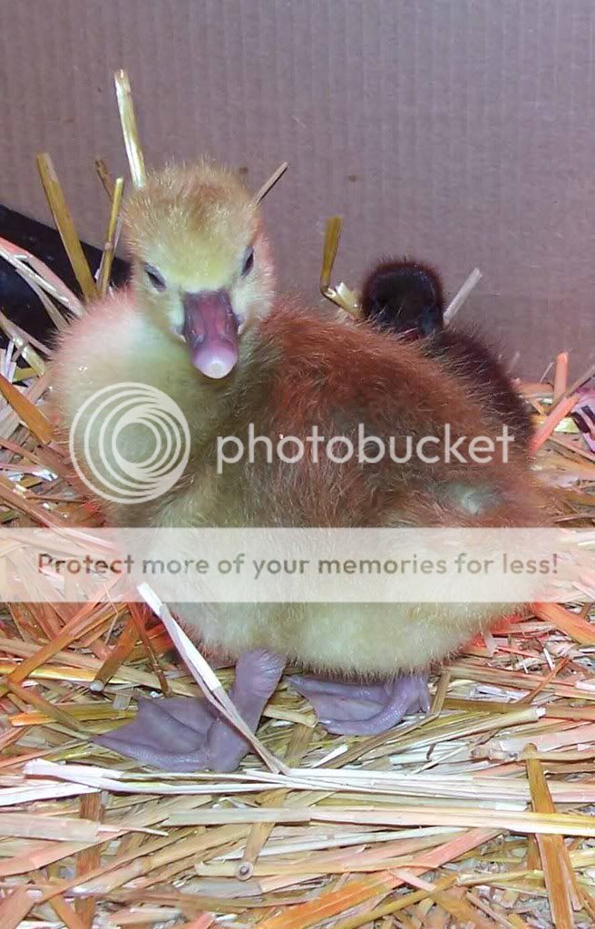prettygoose.jpg