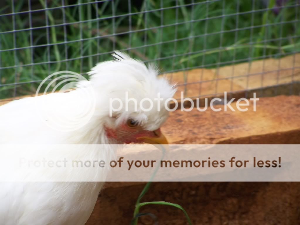 Silkies056.jpg