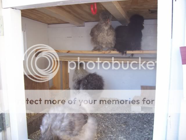 Silkie_Chalet_Friends_WP.jpg