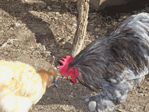 108_2817.gif