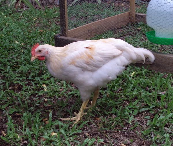 chook2a.jpg