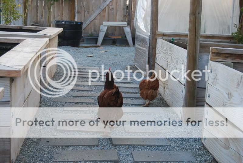 Freeranging_23a.jpg
