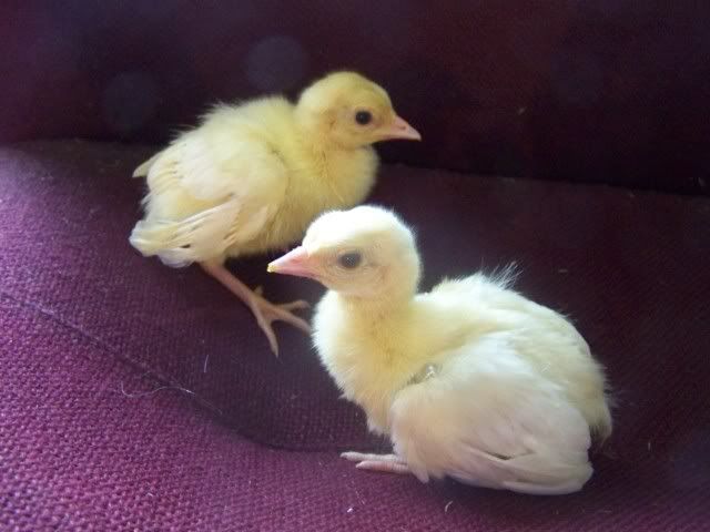 peachicks044.jpg