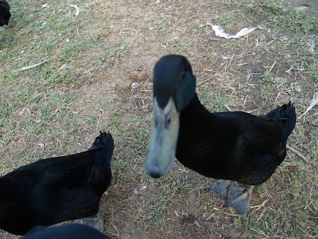 P1013963.JPG
