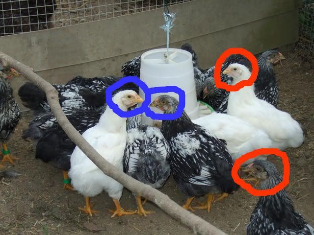 7uker-1.jpg