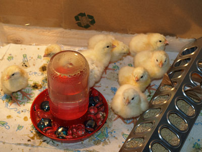 chicks.jpg