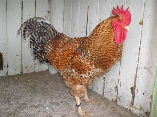 Standard_Red_Barred2.jpg