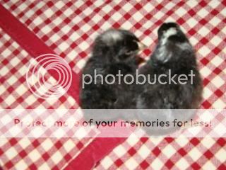 DSC05044.jpg