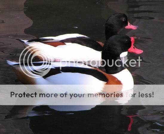 common_shelducks.jpg