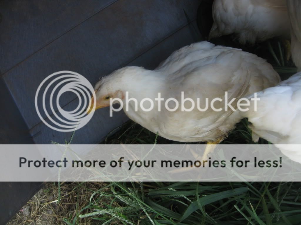 BabyCheyanneChickens044.jpg