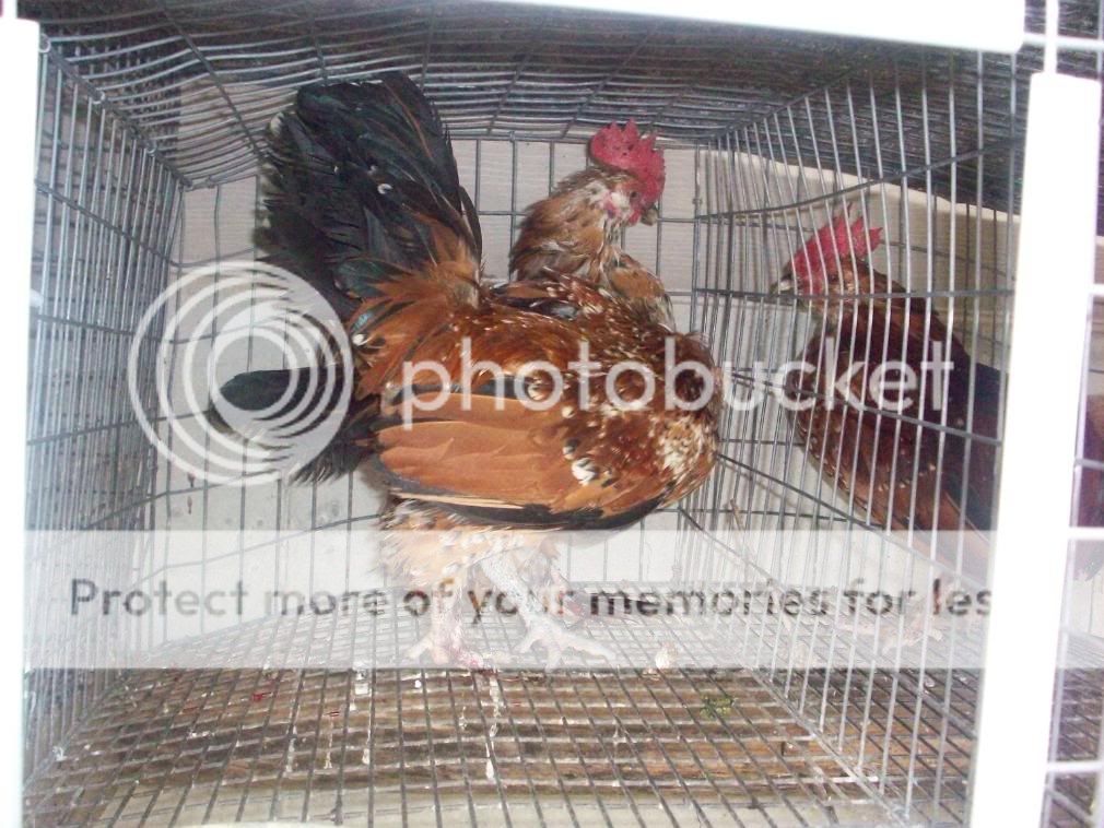chickens072.jpg
